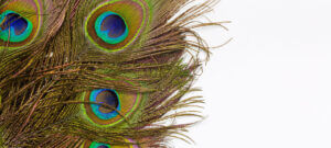 Peacock Feather In Royal Style On White Background. Tropical Abs