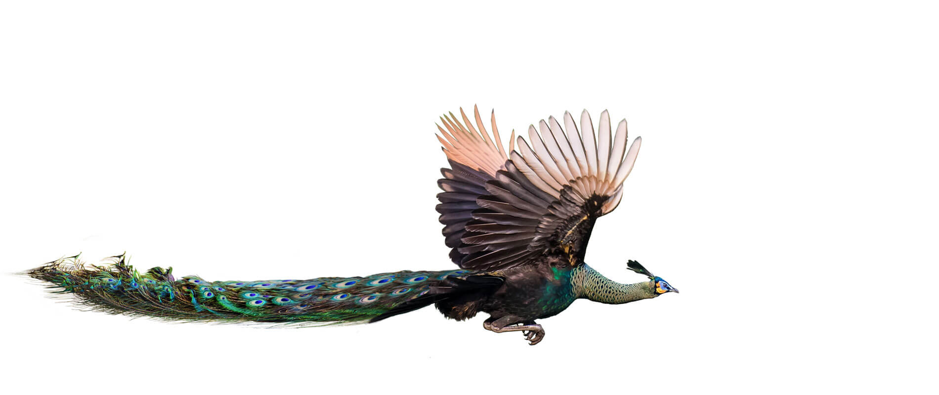 A Male Peacock Flying On A White Background
